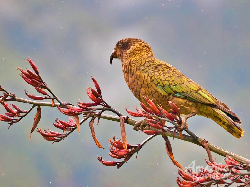 Kea Parrot